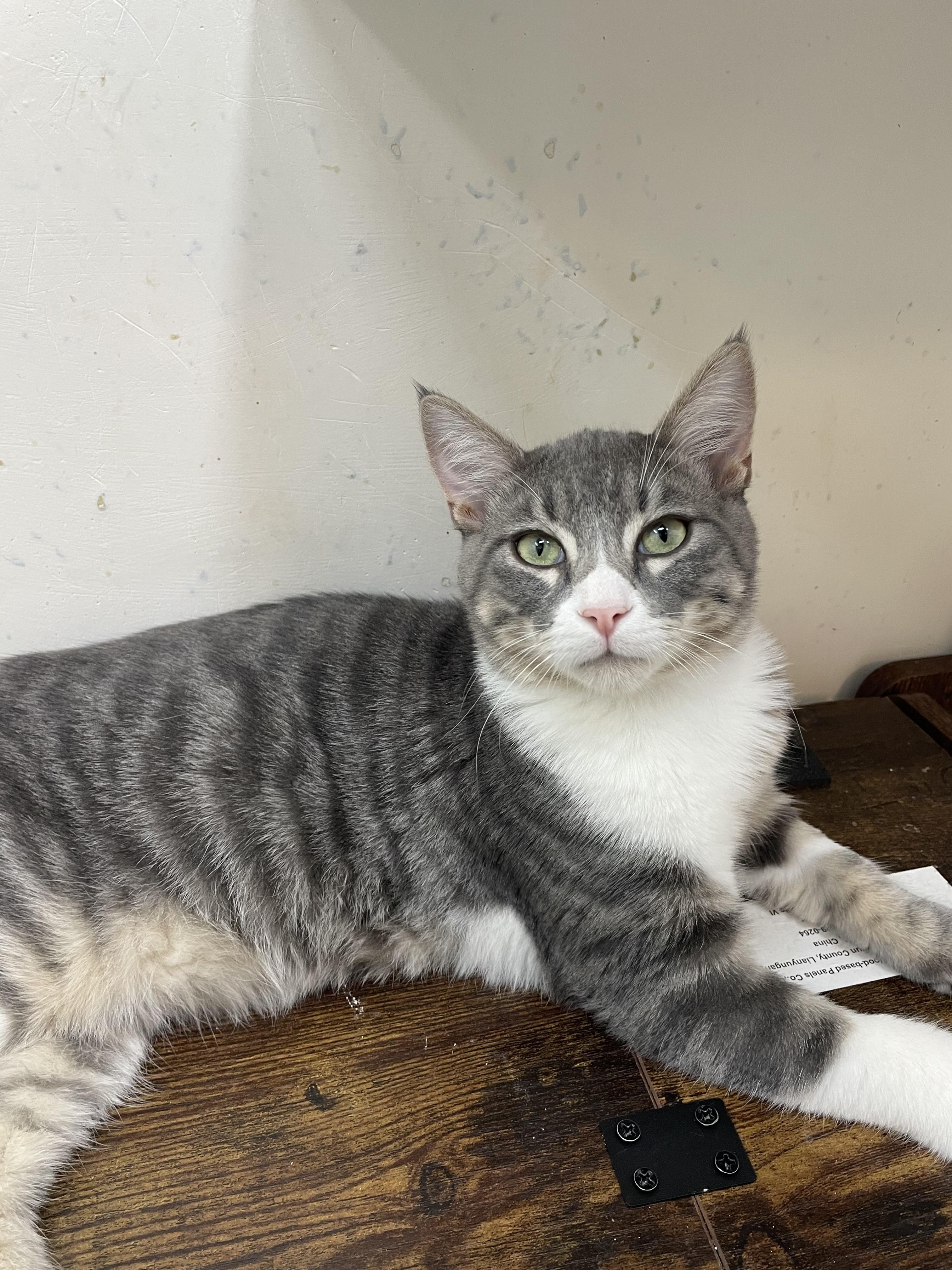 Enlarge Tom, a Adopted Domestic Short Hair in chino, CA image 4/6