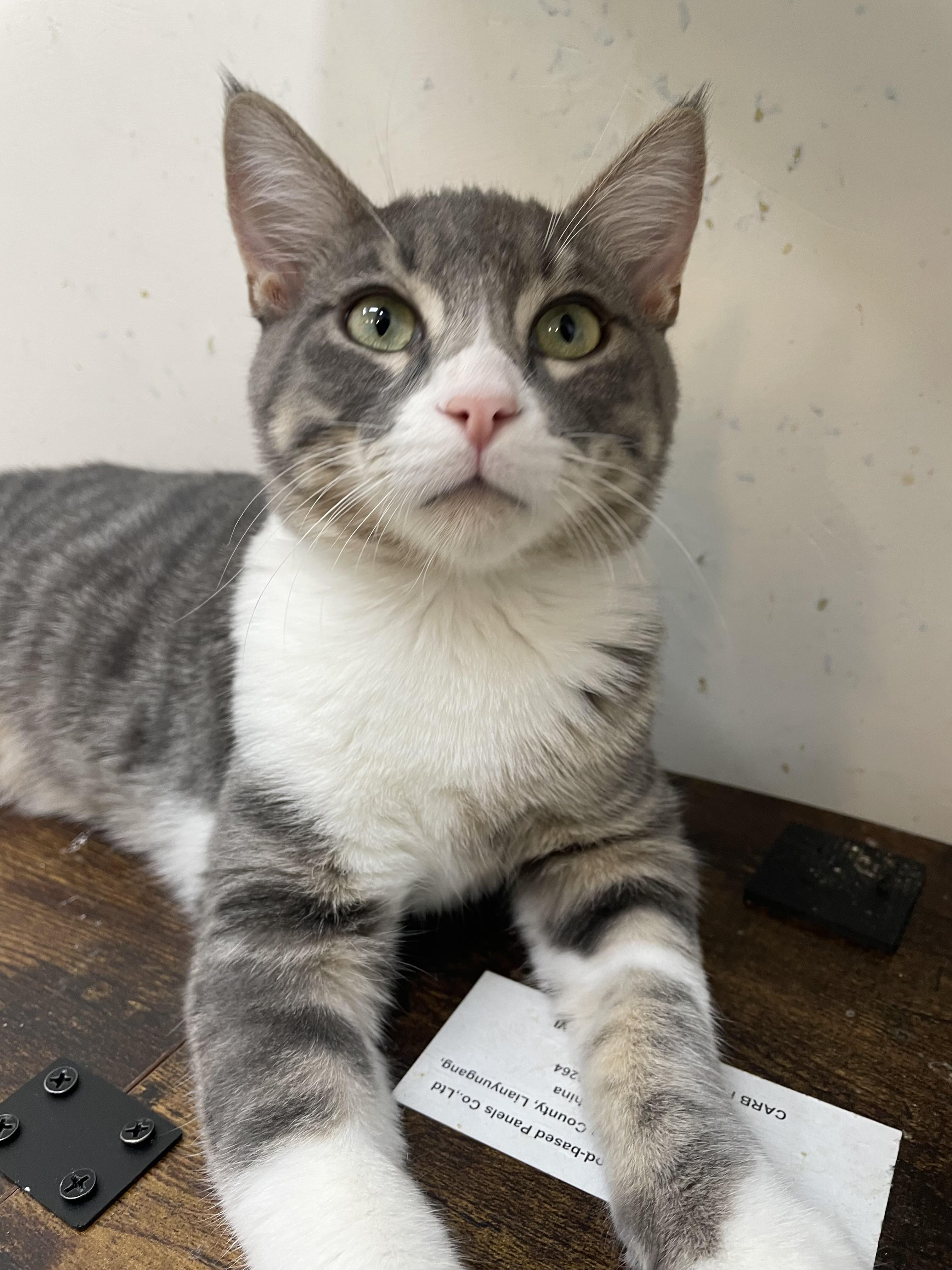 Enlarge Tom, a Adopted Domestic Short Hair in chino, CA image 5/6