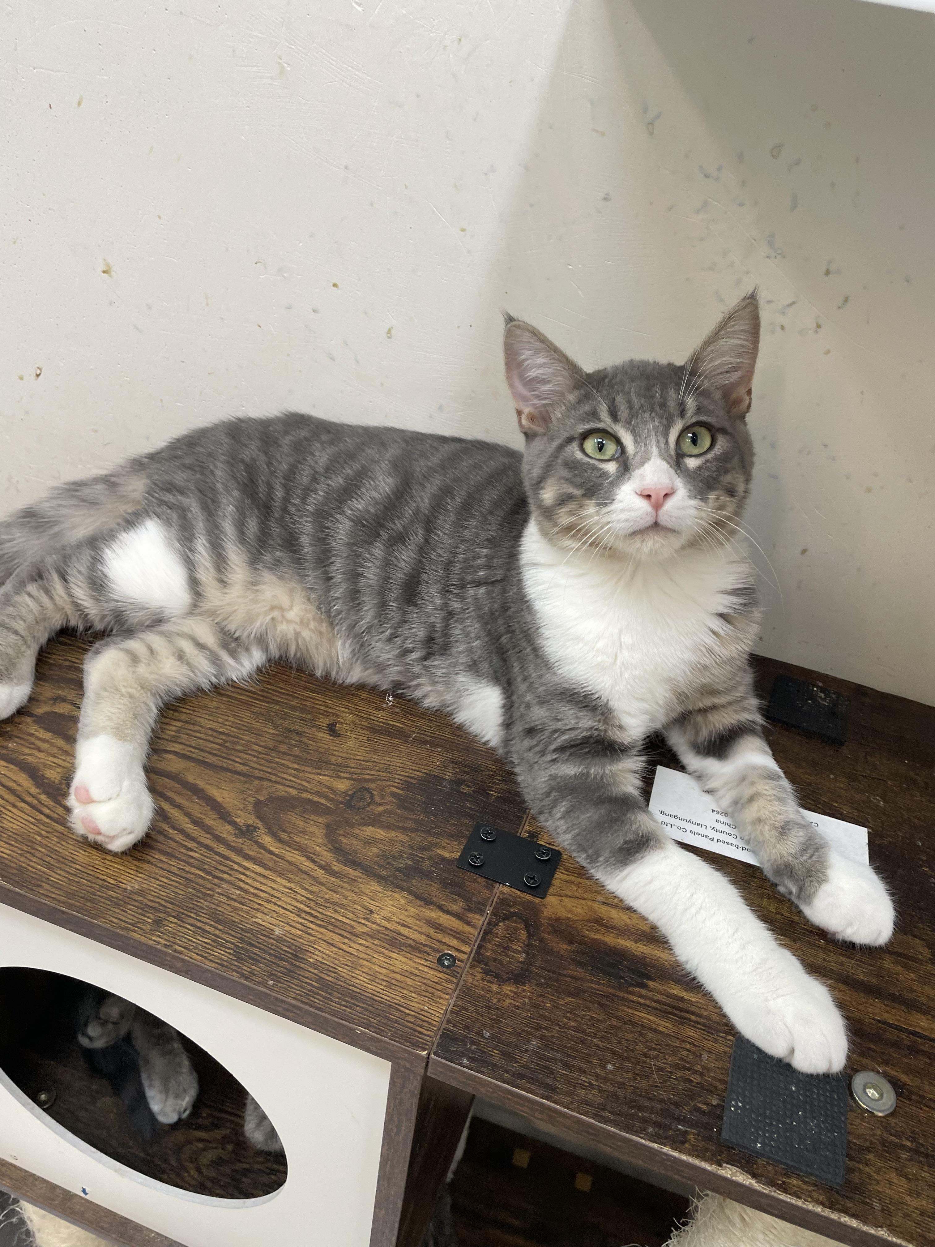 Enlarge Tom, a Adopted Domestic Short Hair in chino, CA image 6/6