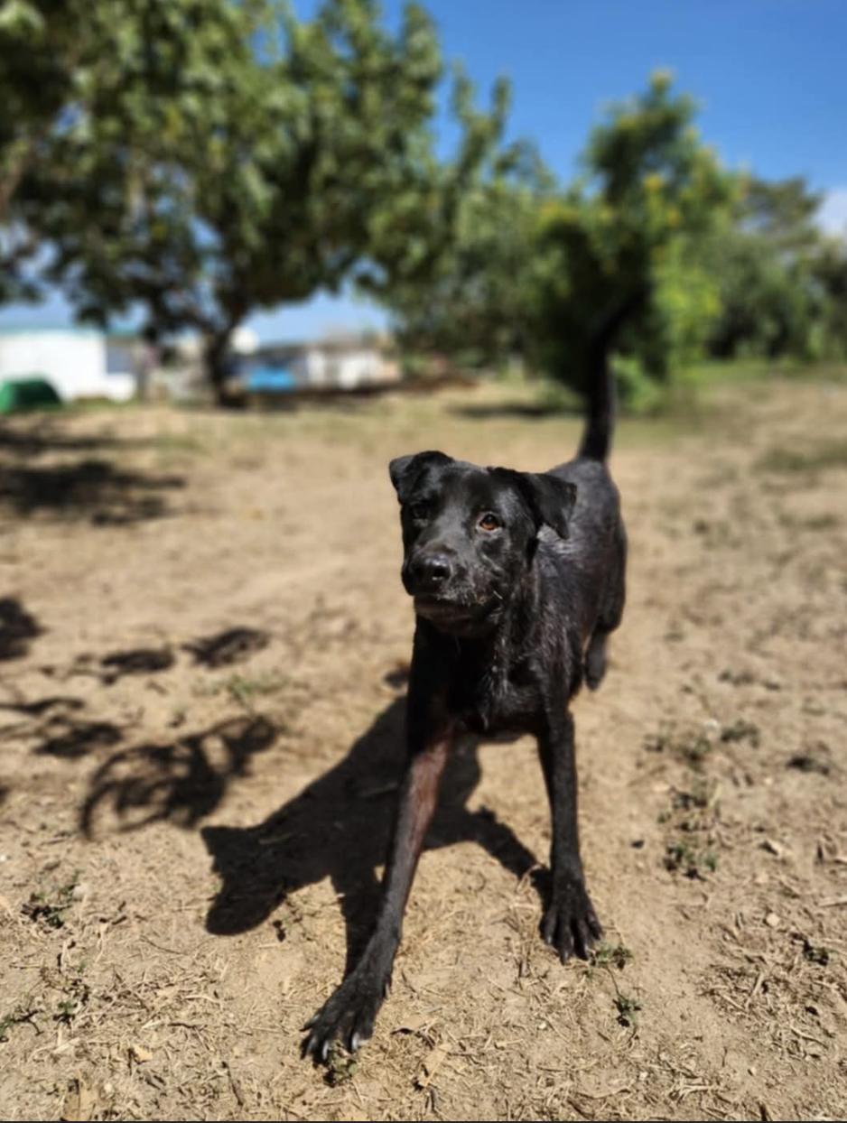 Ben, Adoptable, Adult Male Mixed Breed.