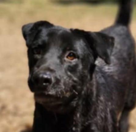 Ben, a Adoptable Mixed Breed in EL COLORADO, JAL image 3/5