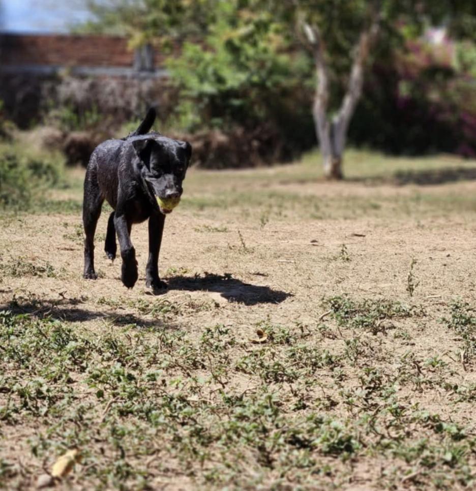 Ben, a Adoptable Mixed Breed in EL COLORADO, JAL image 4/5