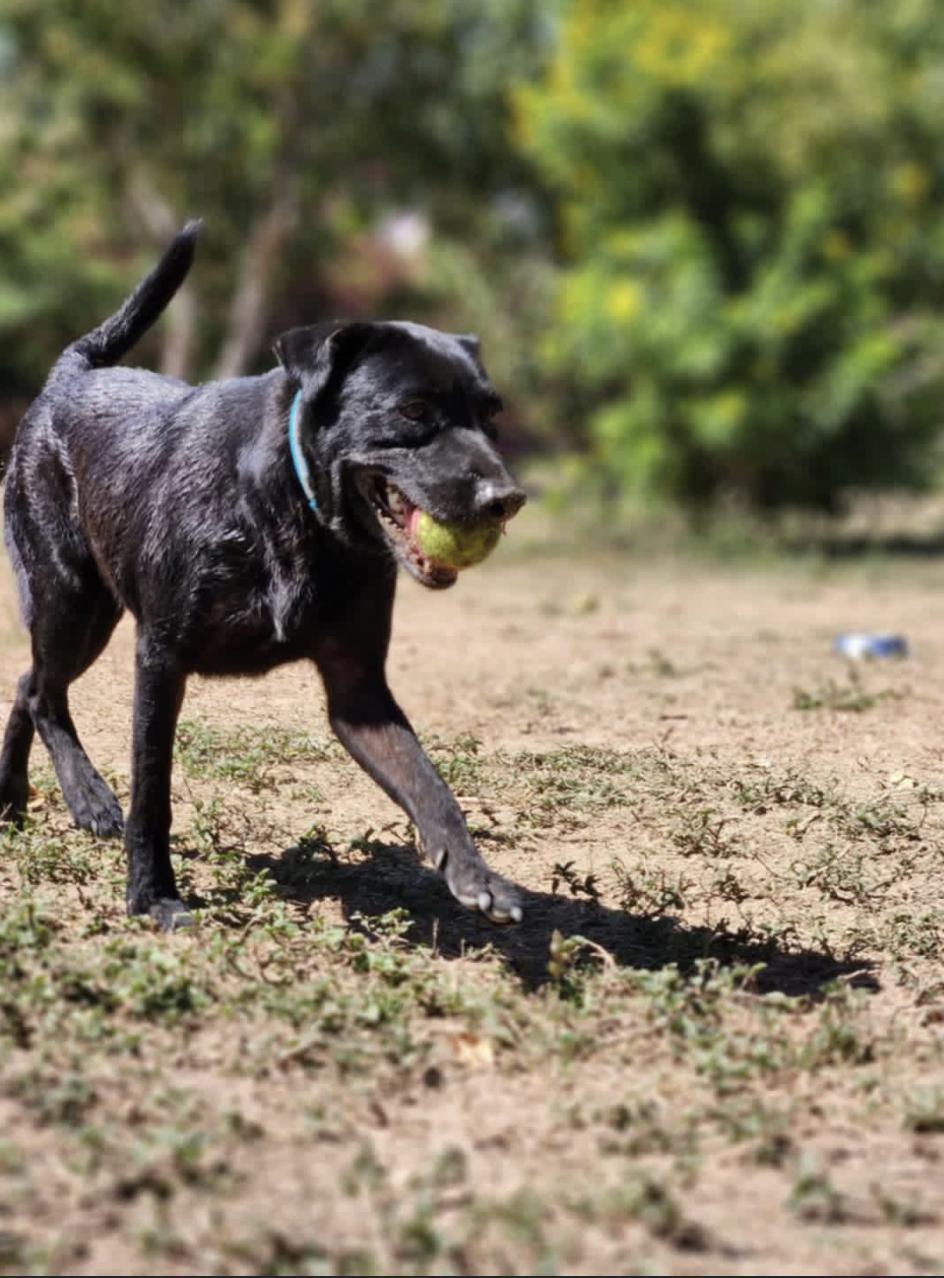 Ben, an adoptable Mixed Breed in EL COLORADO, JAL, 48265 | Photo Image 4