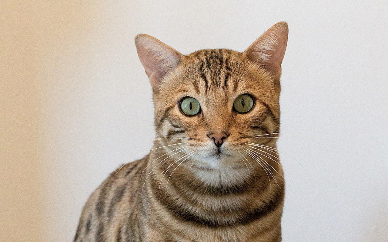 Raja (bonded with Cooper), a Adoptable Bengal in Oakland, CA image 1/3