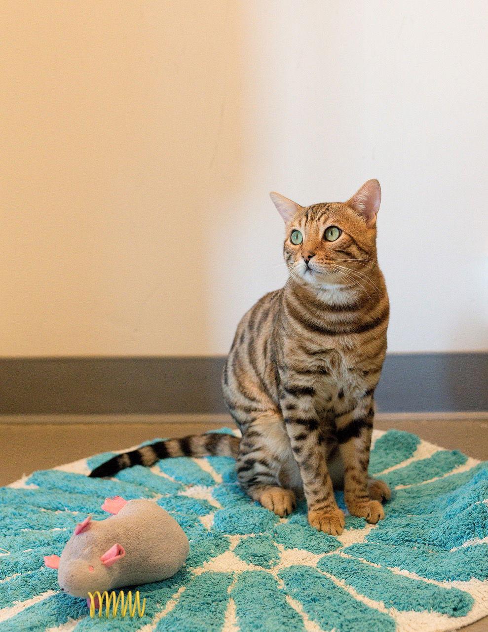 Raja (bonded with Cooper), a Adoptable Bengal in Oakland, CA image 3/3