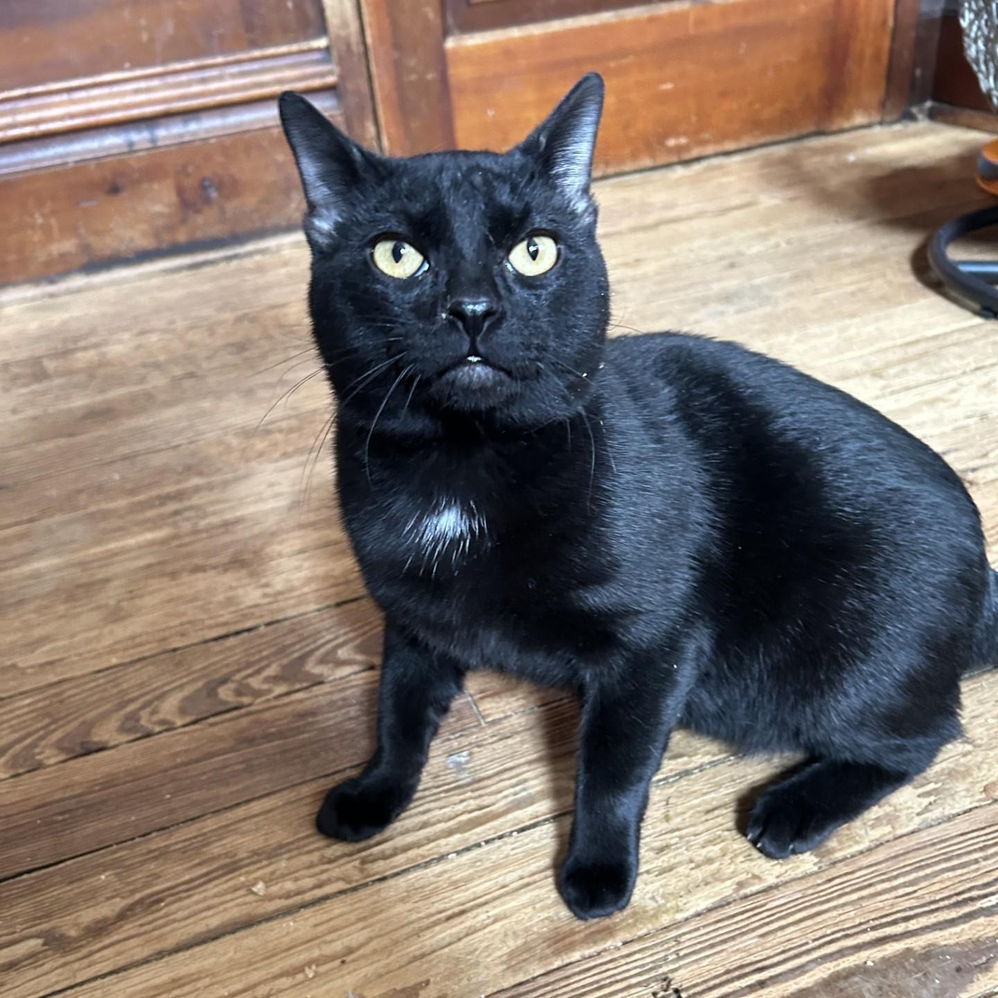 Enlarge Captain Jack Sparrow, a ADOPTABLE Domestic Short Hair in Springdale, AR image 1/2
