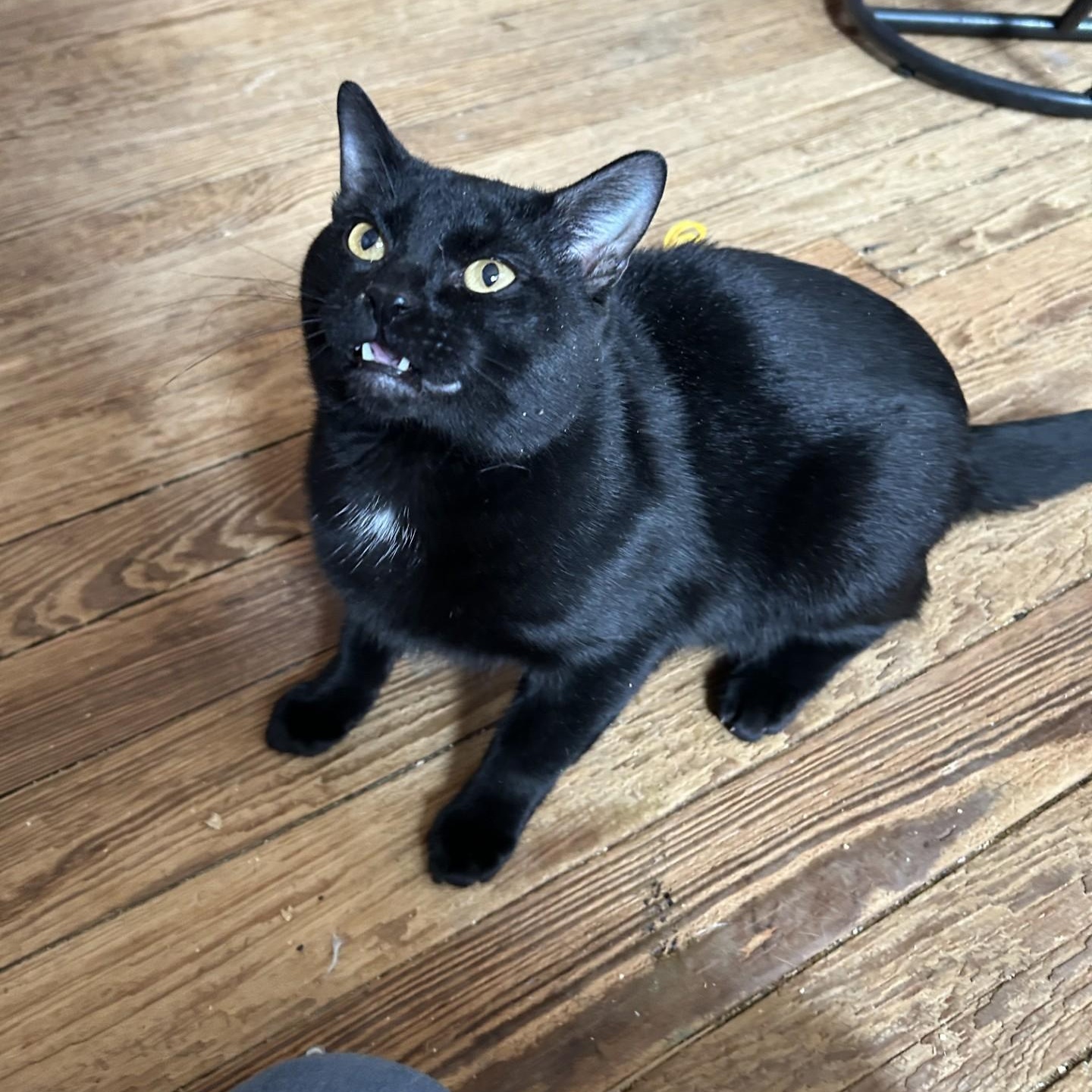 Enlarge Captain Jack Sparrow, a ADOPTABLE Domestic Short Hair in Springdale, AR image 2/2
