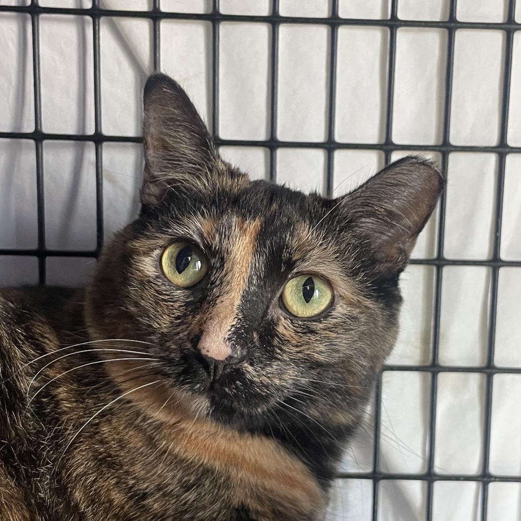 Enlarge Conch Shell, a Adoptable mixed breed in Chicago, IL image 1/4