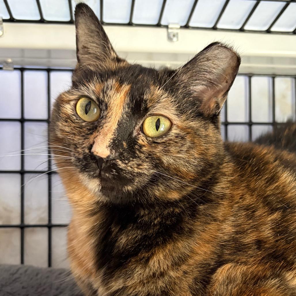 Enlarge Conch Shell, a Adoptable mixed breed in Chicago, IL image 2/4