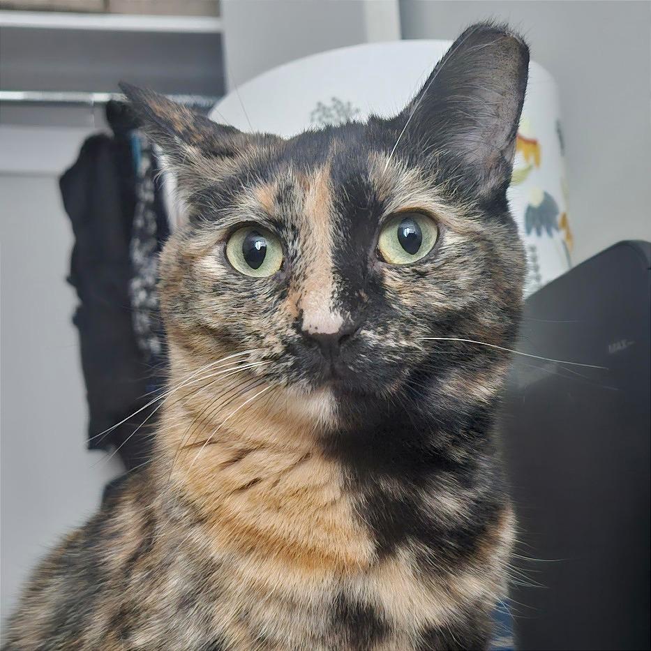 Enlarge Conch Shell, a Adoptable mixed breed in Chicago, IL image 3/4