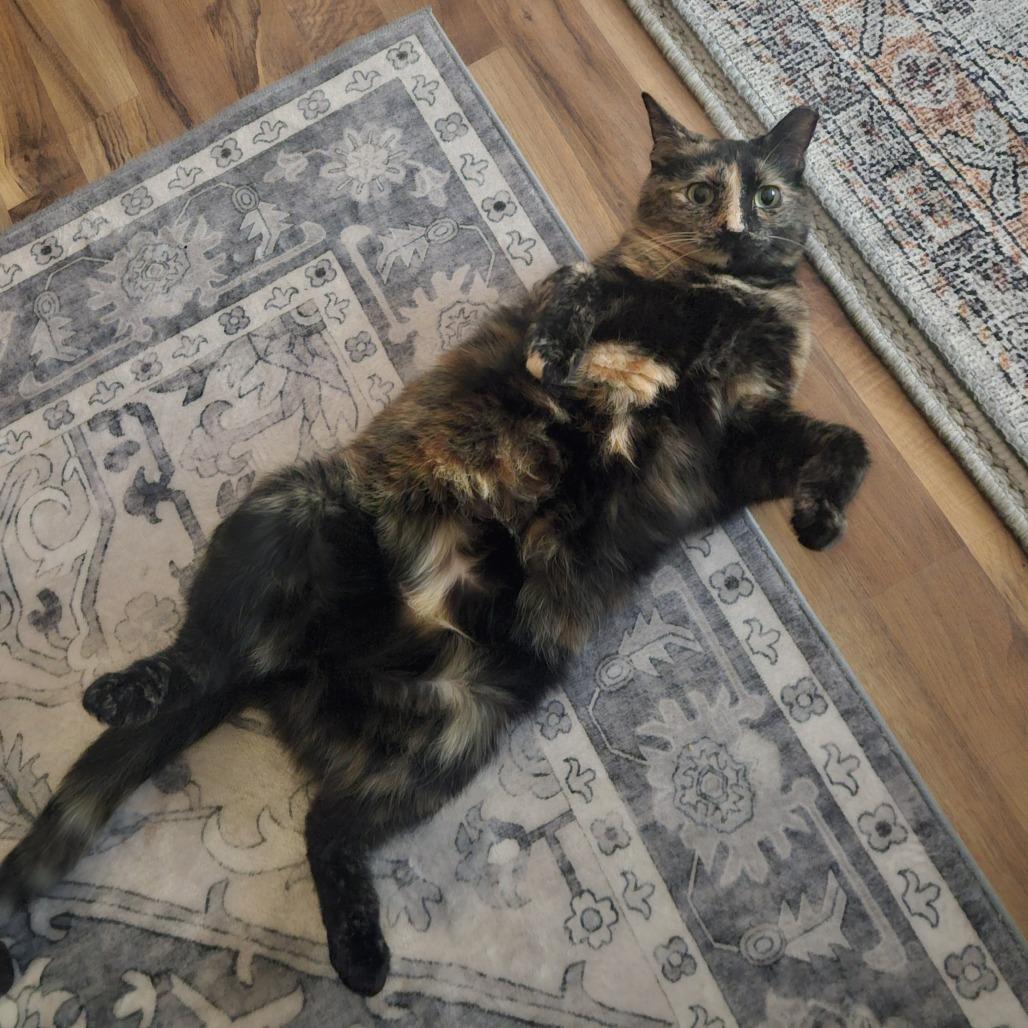 Enlarge Conch Shell, a Adoptable mixed breed in Chicago, IL image 4/4