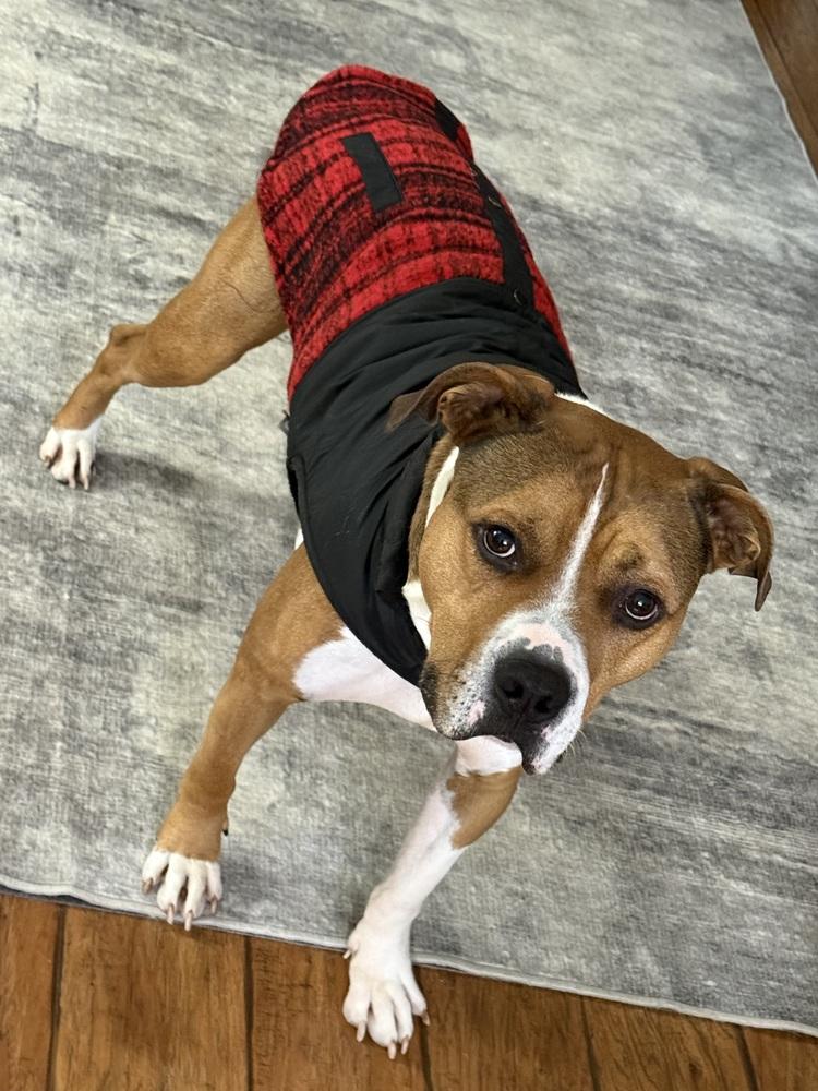 Prince, a Adoptable mixed breed in Irwin, PA image 1/6