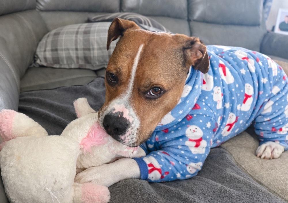 Enlarge Prince, a Adoptable mixed breed in Irwin, PA image 3/6