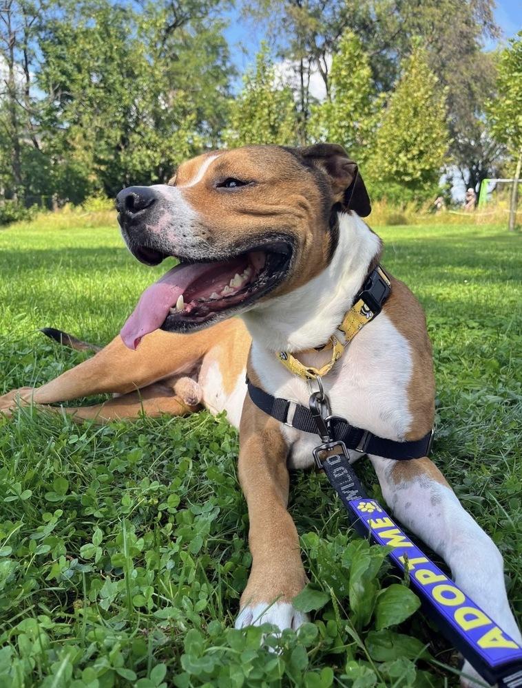 Enlarge Prince, a Adoptable mixed breed in Irwin, PA image 2/6