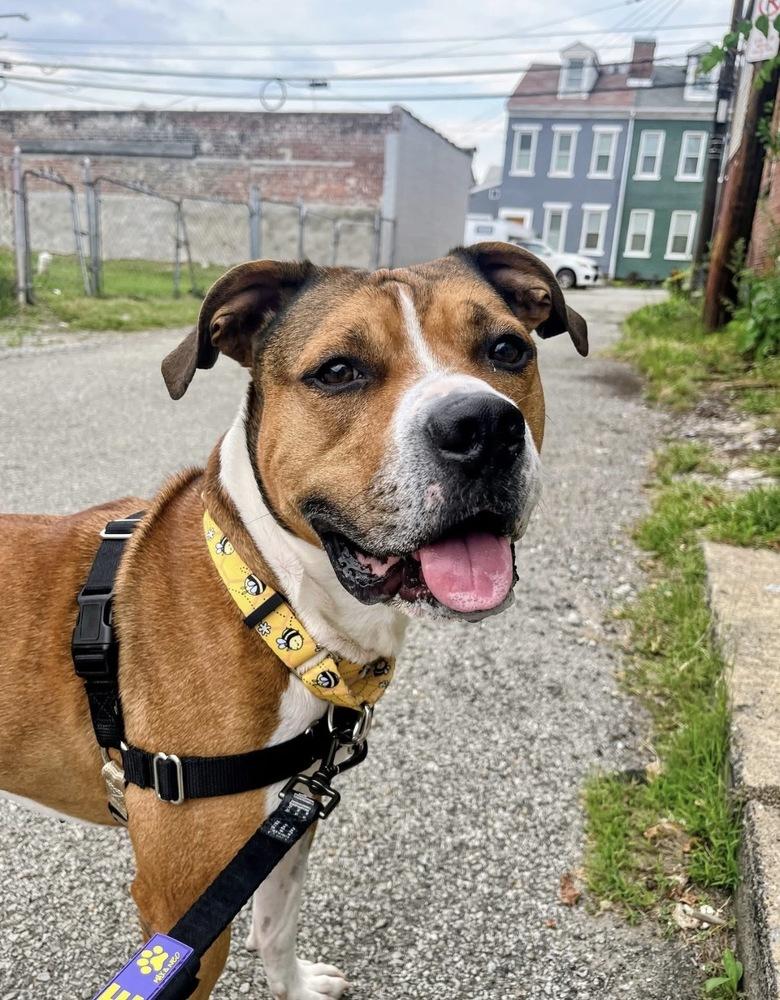 Enlarge Prince, a Adoptable mixed breed in Irwin, PA image 4/6