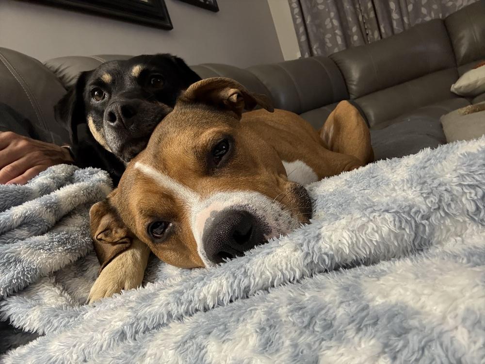 Prince, a Adoptable mixed breed in Irwin, PA image 3/6