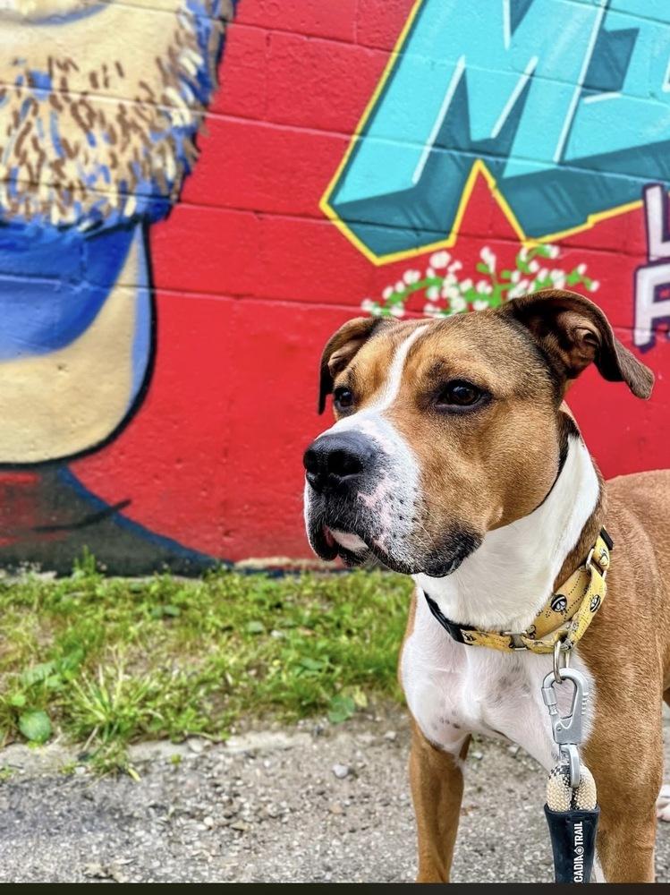 Enlarge Prince, a Adoptable mixed breed in Irwin, PA image 5/6