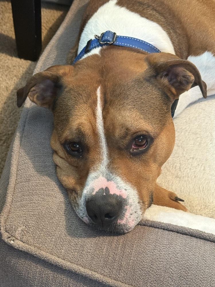 Prince, a Adoptable mixed breed in Irwin, PA image 6/6