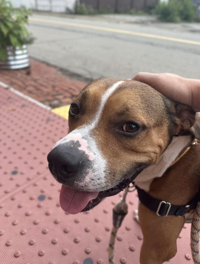 Enlarge Prince, a Adoptable mixed breed in Irwin, PA image 6/6