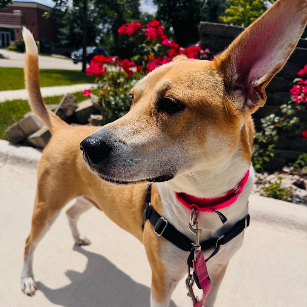 Nala, Adoptable, Senior Female Mixed Breed.