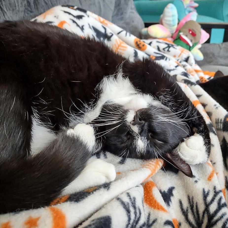 Clover & Chive — thumbnail 6