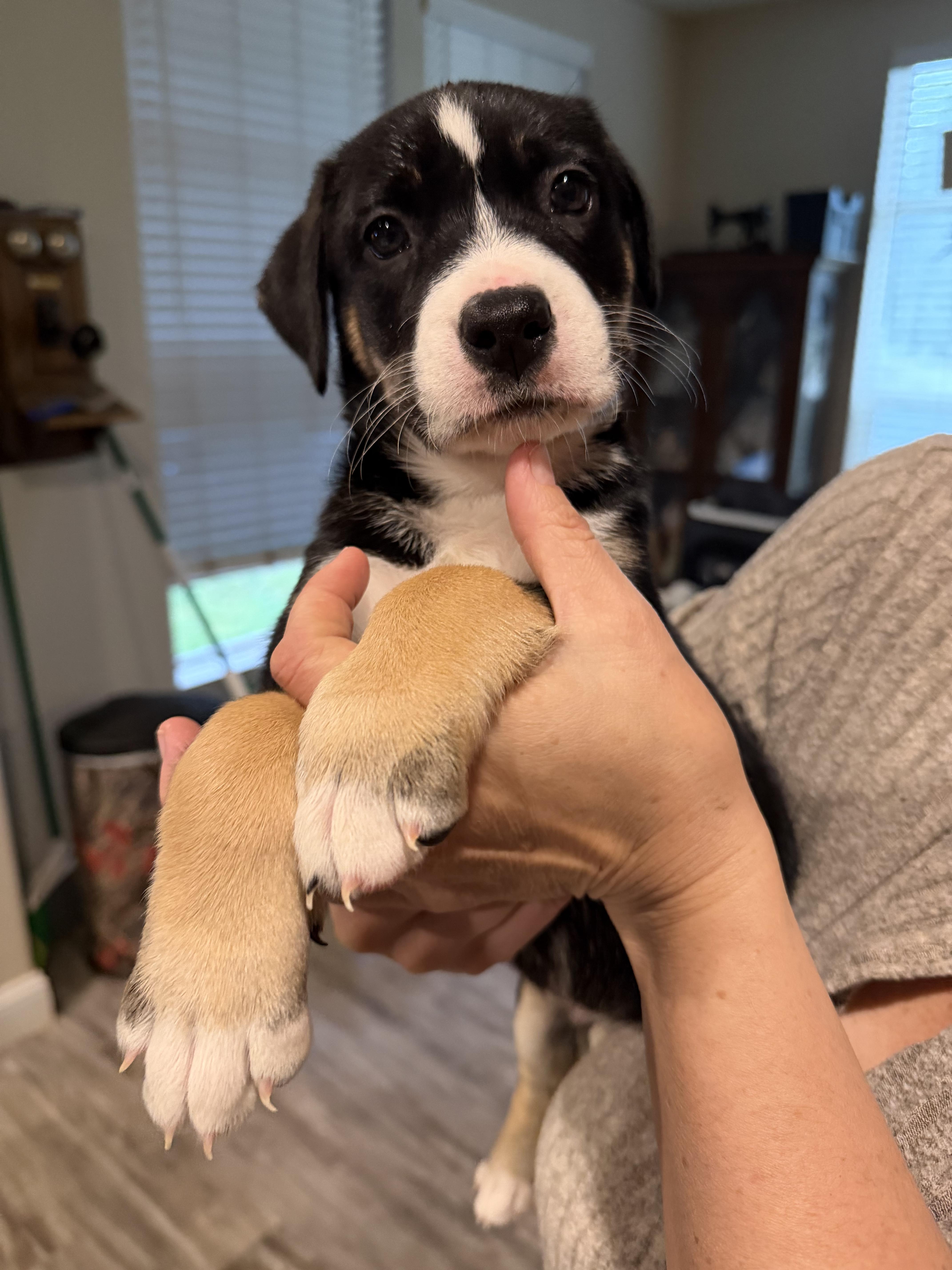 The Professor, ADOPTABLE, Puppy Male Labrador Retriever.