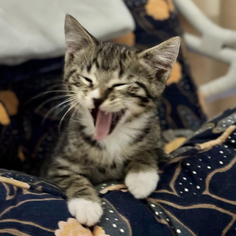 Enlarge Toyko, an adopted Tabby in Salem, NH image 4/5