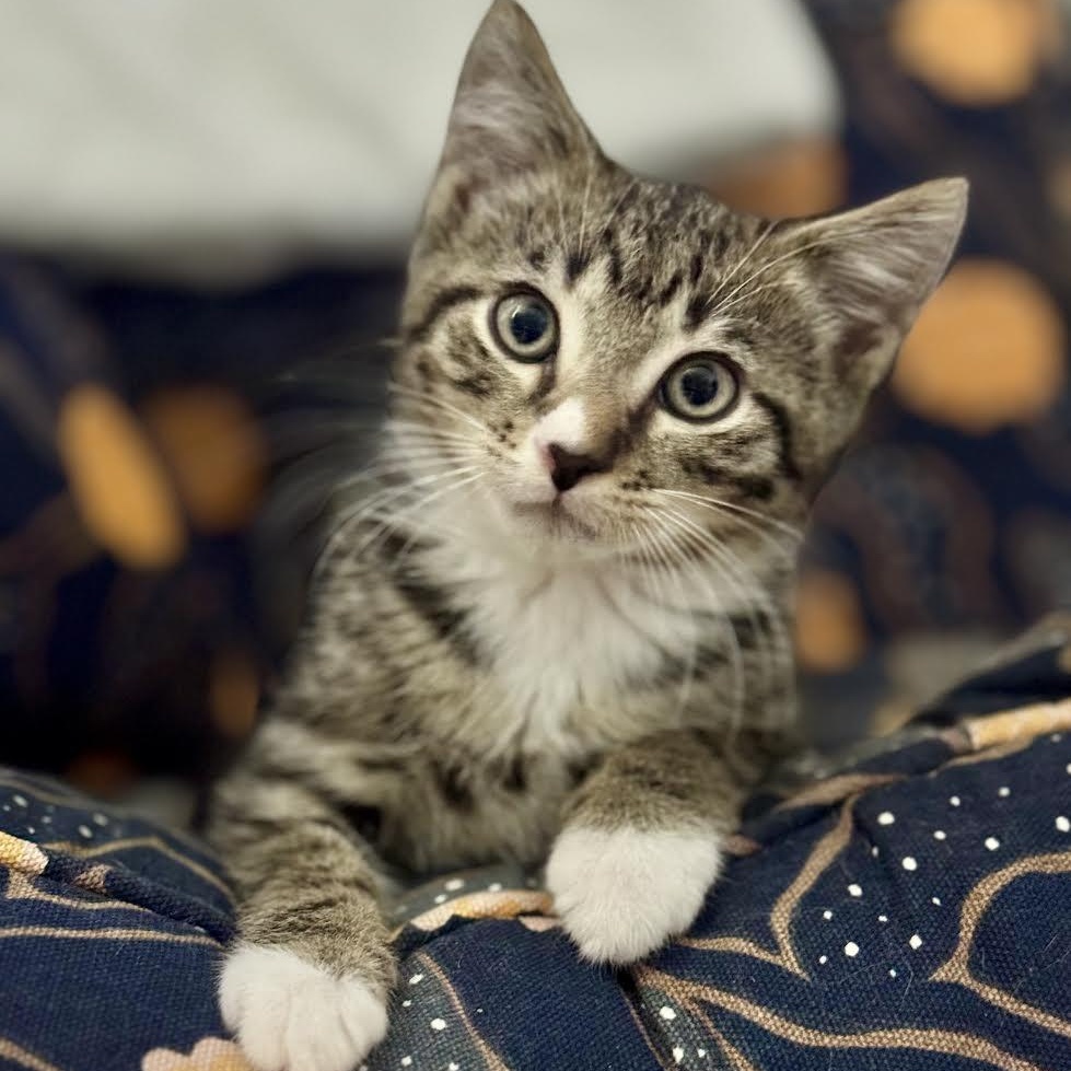 Toyko, adopted, Kitten Male Tabby.