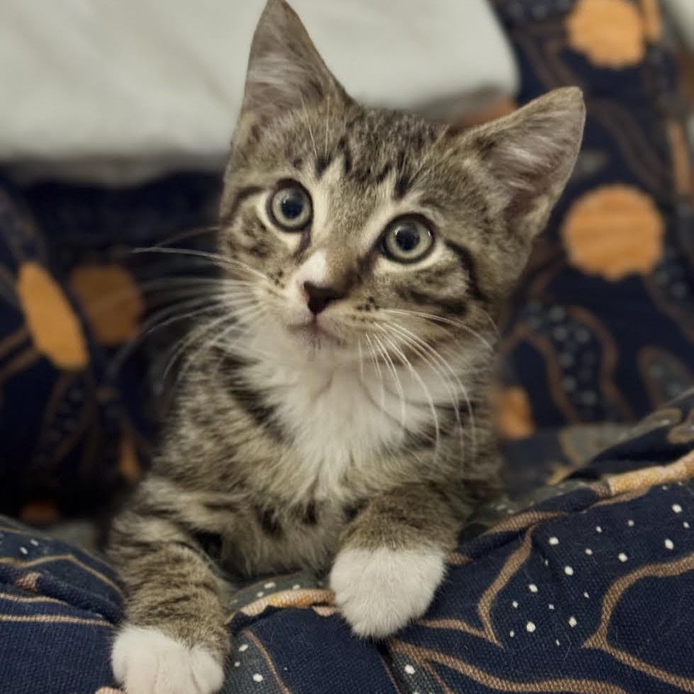 Enlarge Toyko, an adopted Tabby in Salem, NH image 5/5