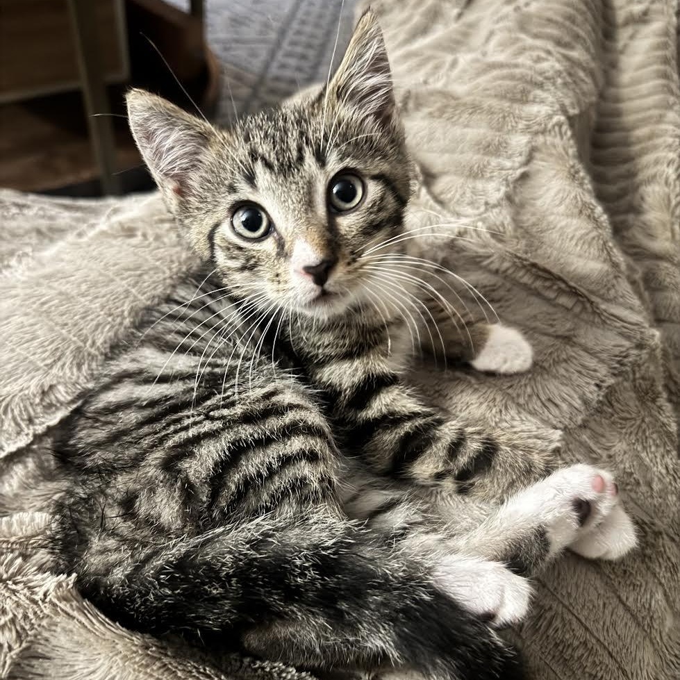 Enlarge Toyko, an adopted Tabby in Salem, NH image 2/5