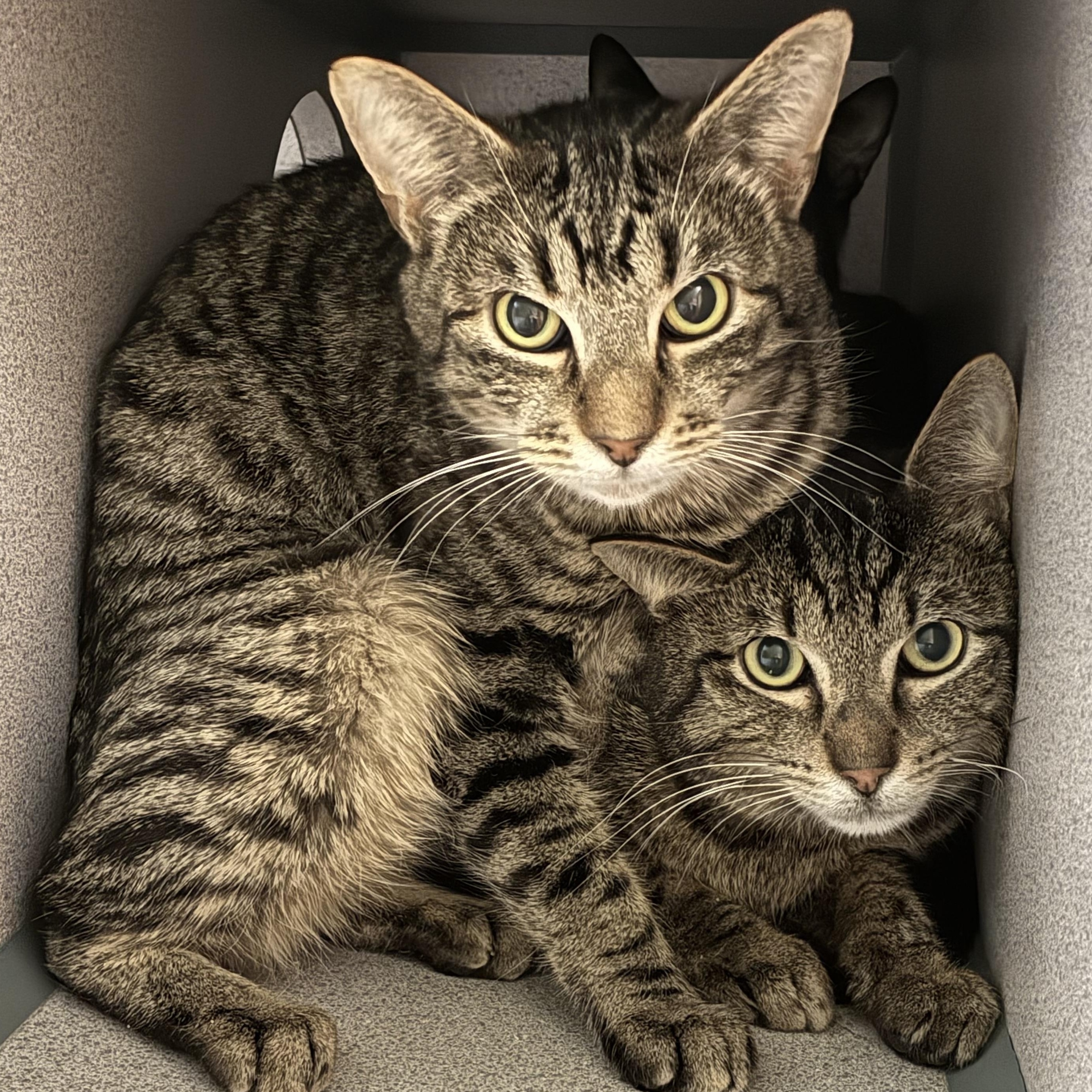 Penny, Adult Female Domestic Short Hair