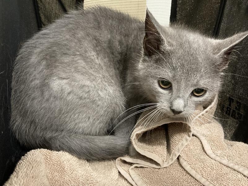 Rue, a ADOPTABLE Domestic Short Hair in Prince Frederick, MD image 3/4