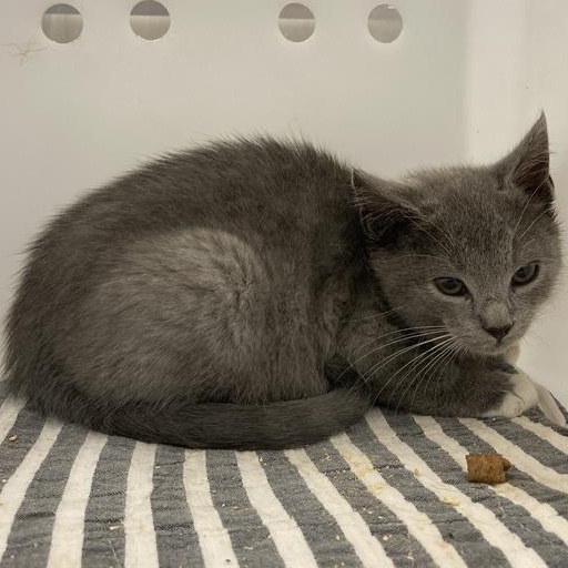 Rue, a ADOPTABLE Domestic Short Hair in Prince Frederick, MD image 2/4