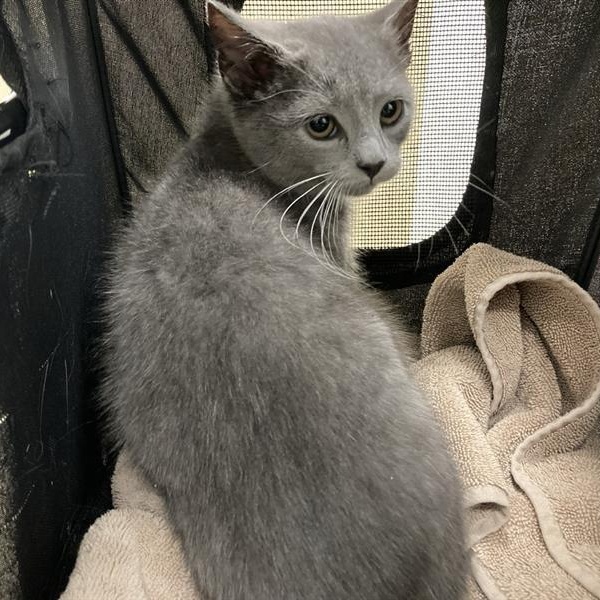 Rue, ADOPTABLE, Kitten Female Domestic Short Hair.