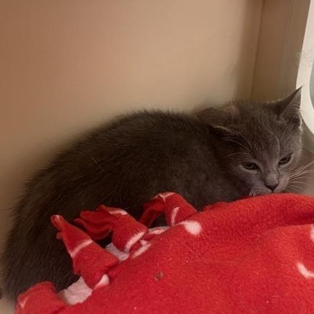 Rue, a ADOPTABLE Domestic Short Hair in Prince Frederick, MD image 4/4