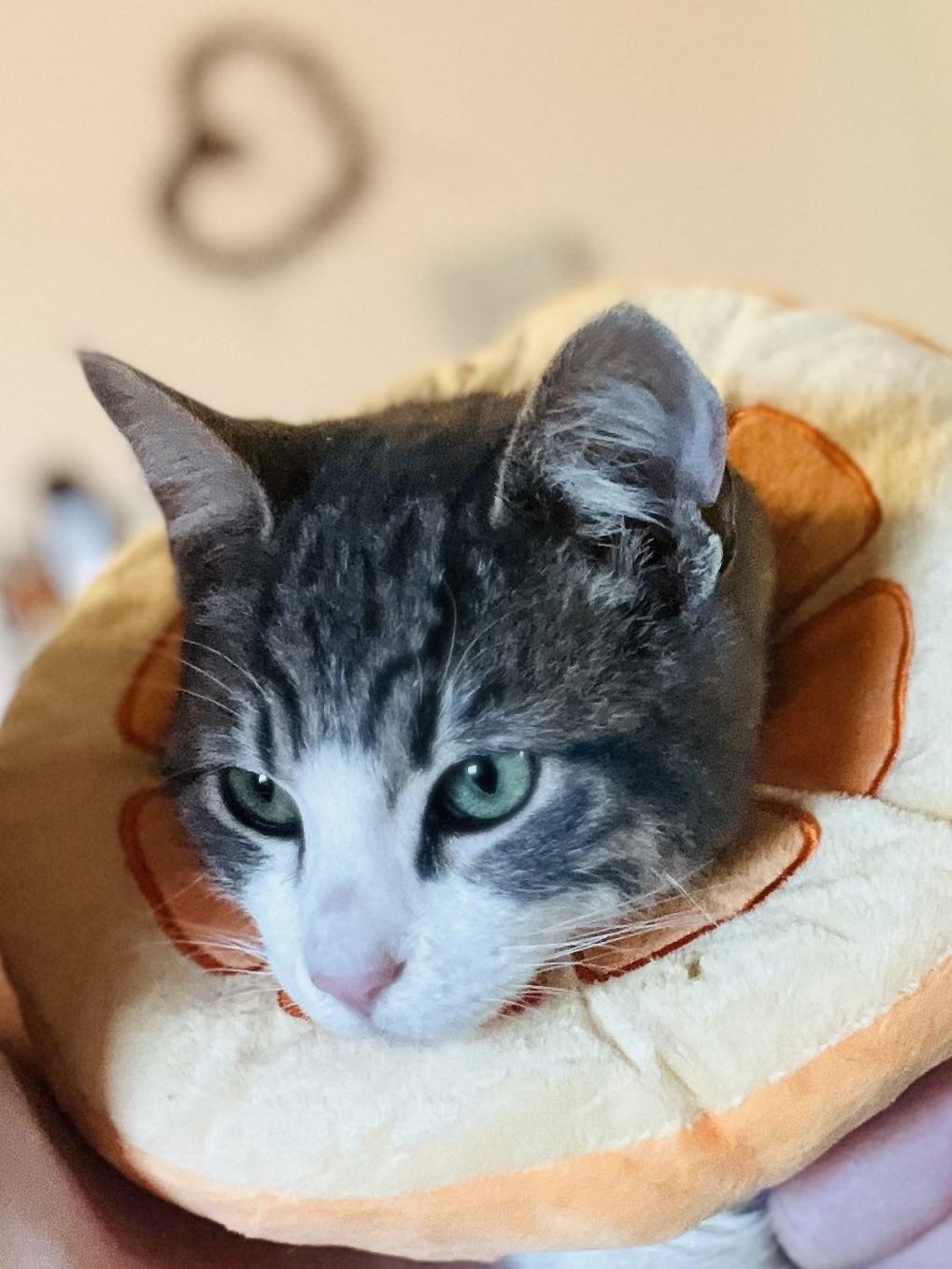 Peanut, Adopted, Young Male Domestic Short Hair.