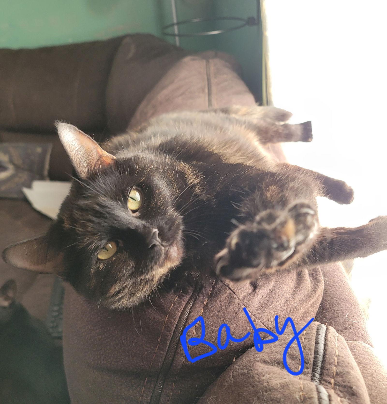 Zz Baby~ Courtesy, Adoptable, Adult Female Tortoiseshell & Domestic Short Hair.