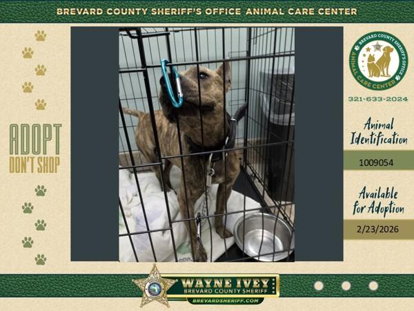 Enlarge Lightning Mcqueen, a Adoptable mixed breed in Melbourne, FL image 1/1