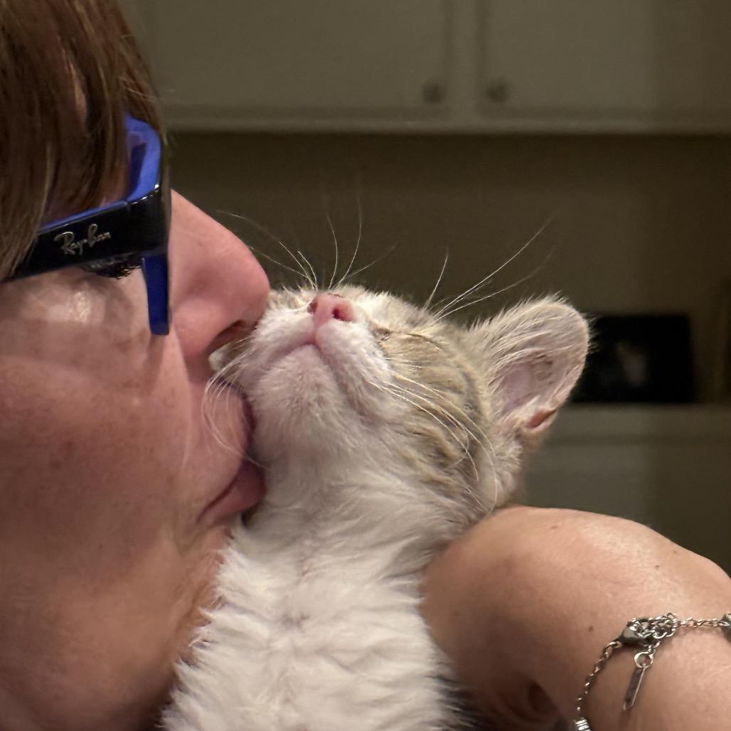 Enlarge Sophie, a Adoptable Domestic Short Hair in Los Angeles, CA image 2/4