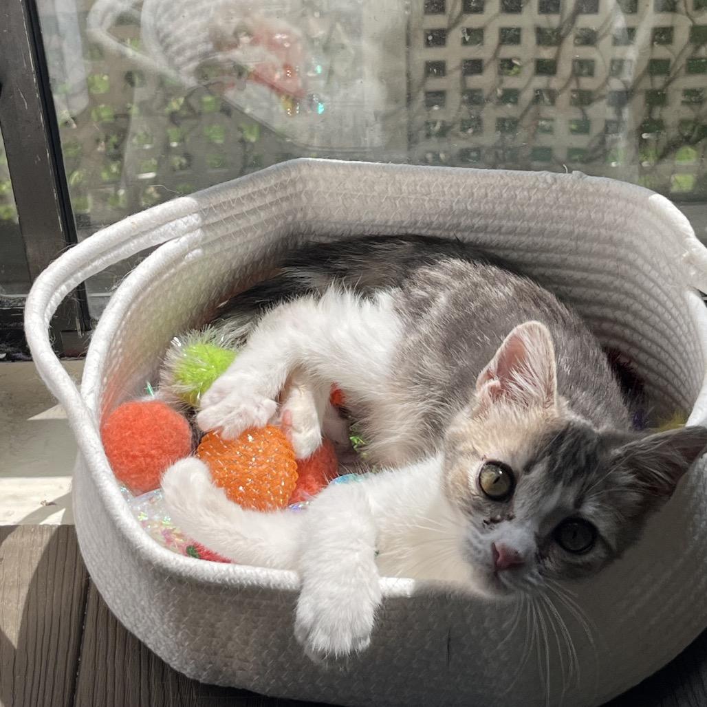 Enlarge Sophie, a Adoptable Domestic Short Hair in Los Angeles, CA image 3/4