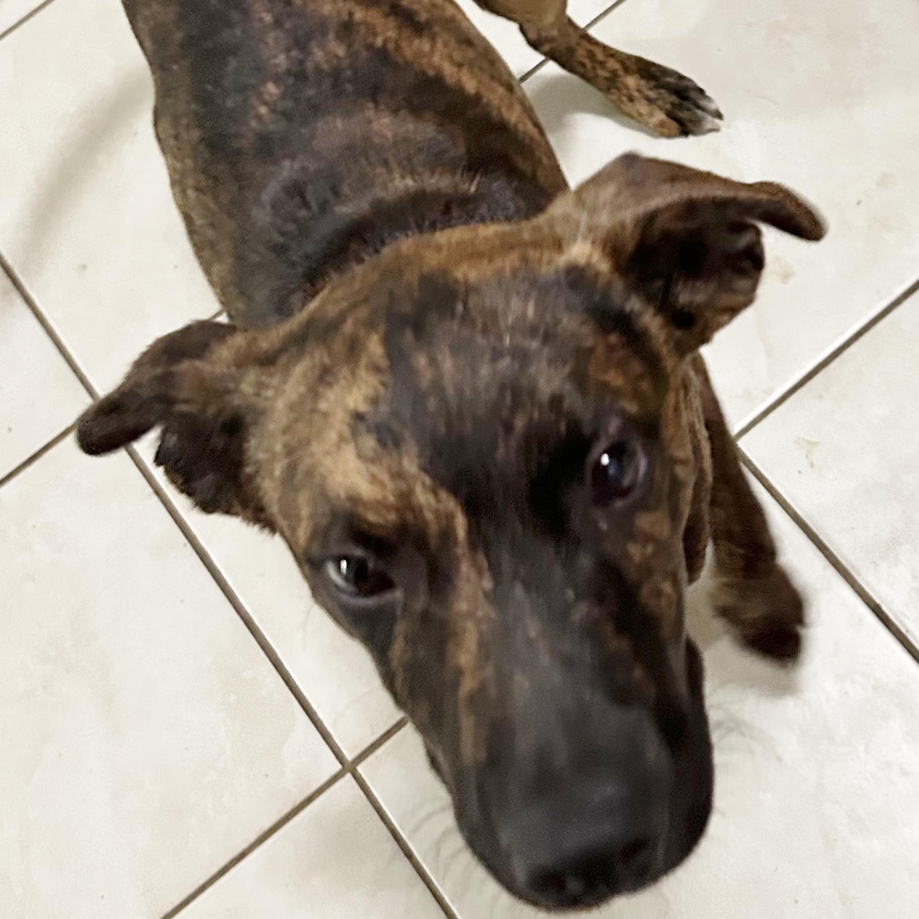 Danny, Adoptable, Puppy Male Shepherd.