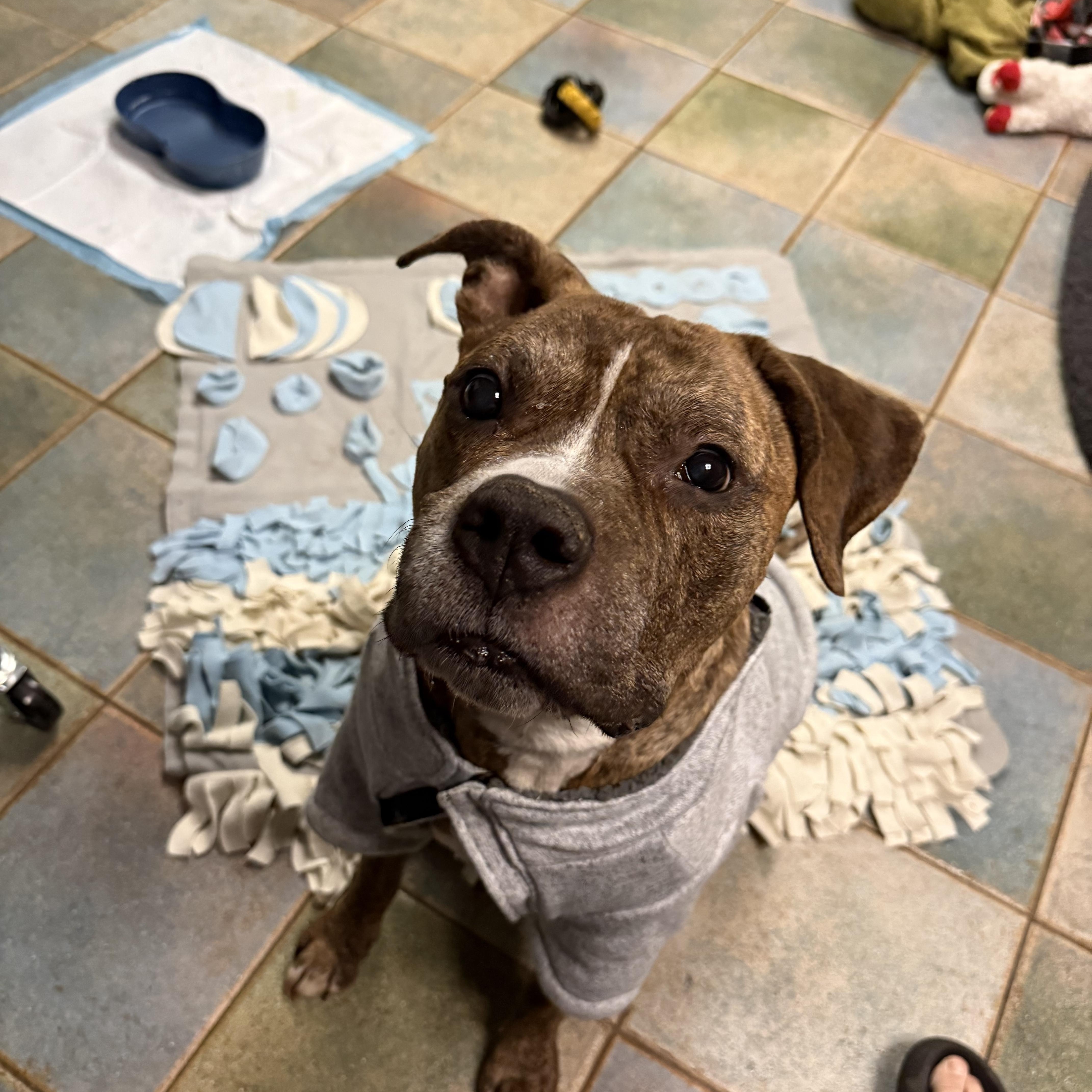 Goose , a ADOPTABLE Pit Bull Terrier in Annapolis, MD image 4/5