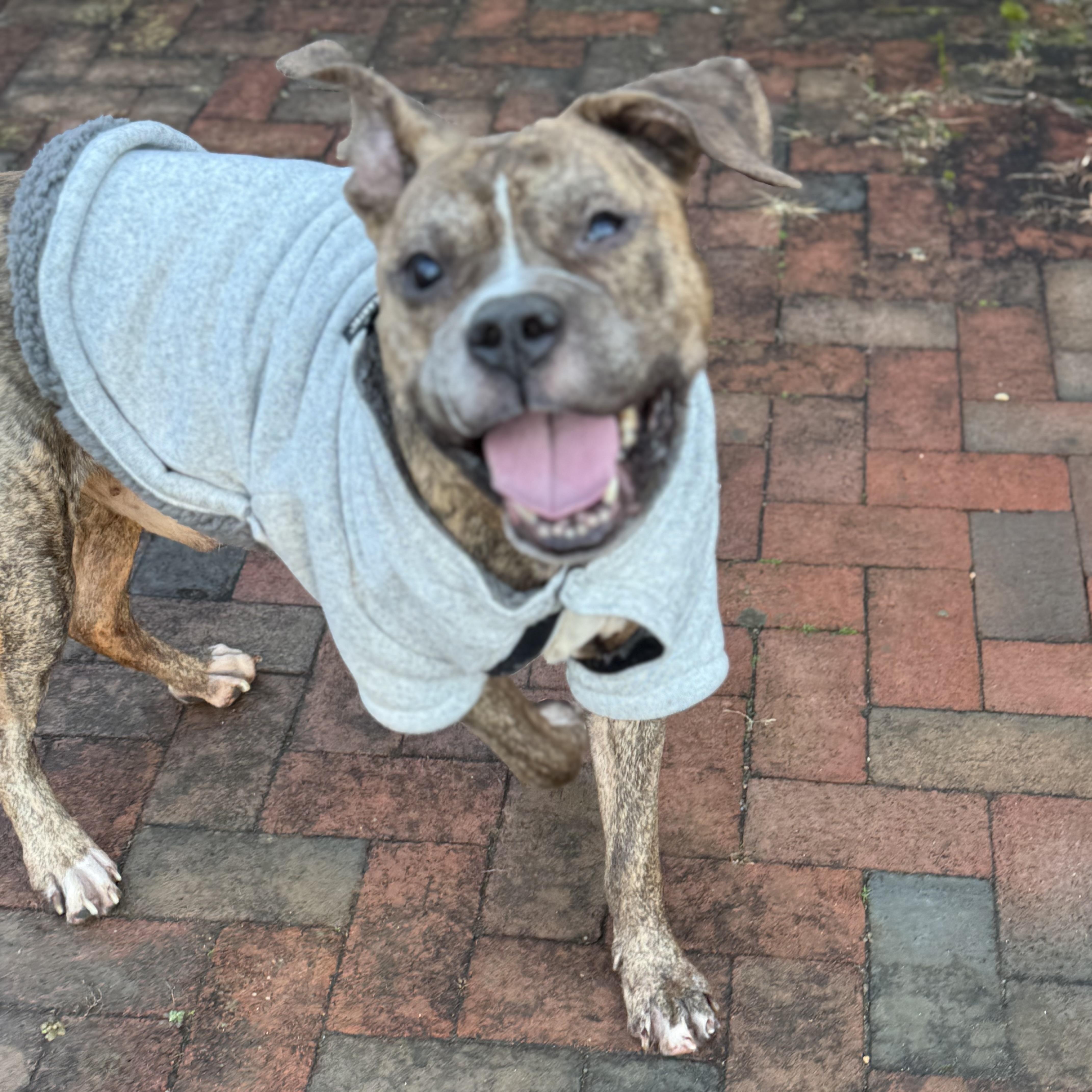Goose , a ADOPTABLE Pit Bull Terrier in Annapolis, MD image 2/5