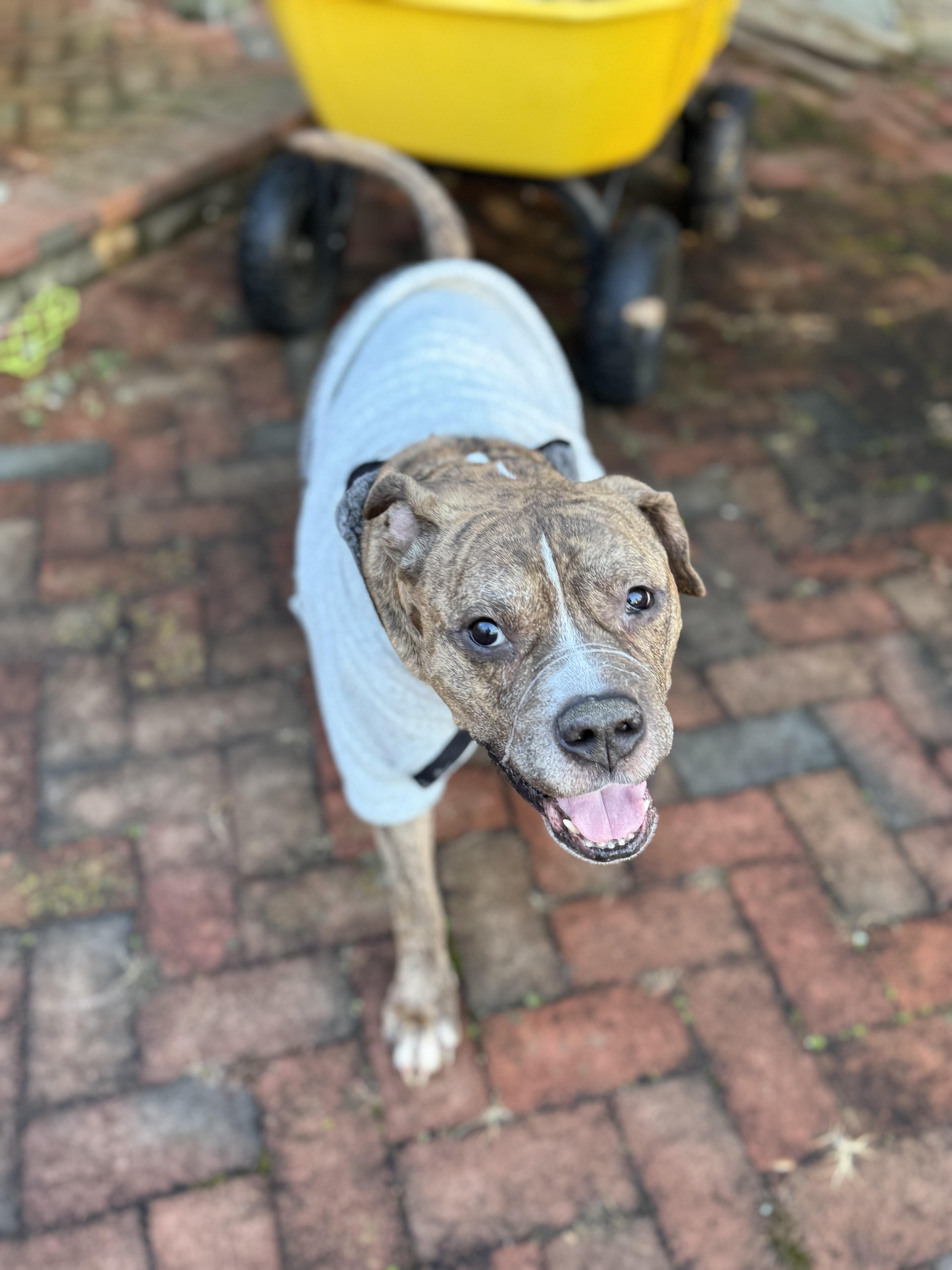 Goose , a ADOPTABLE Pit Bull Terrier in Annapolis, MD image 3/5