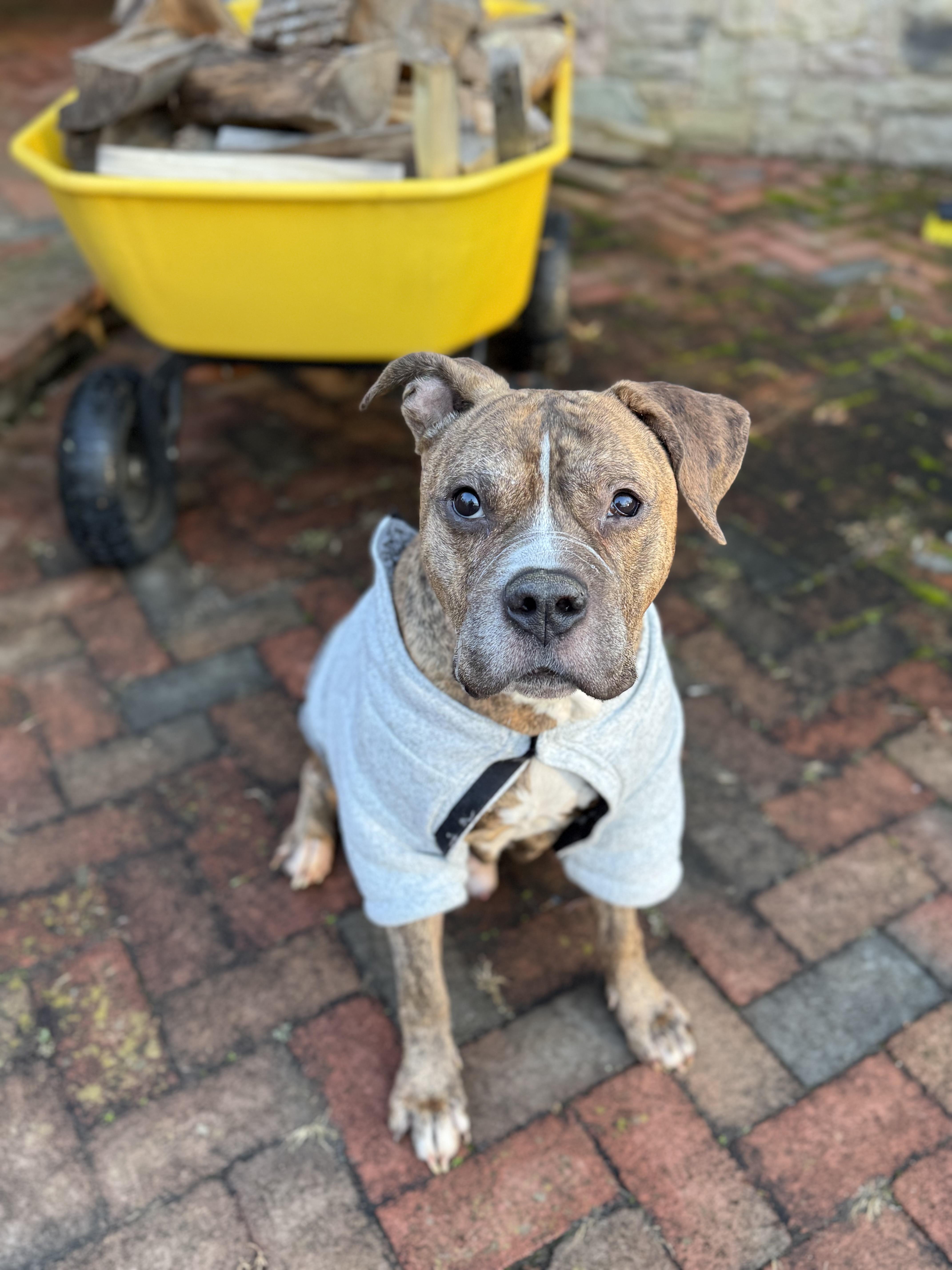 Goose , a ADOPTABLE Pit Bull Terrier in Annapolis, MD image 1/5