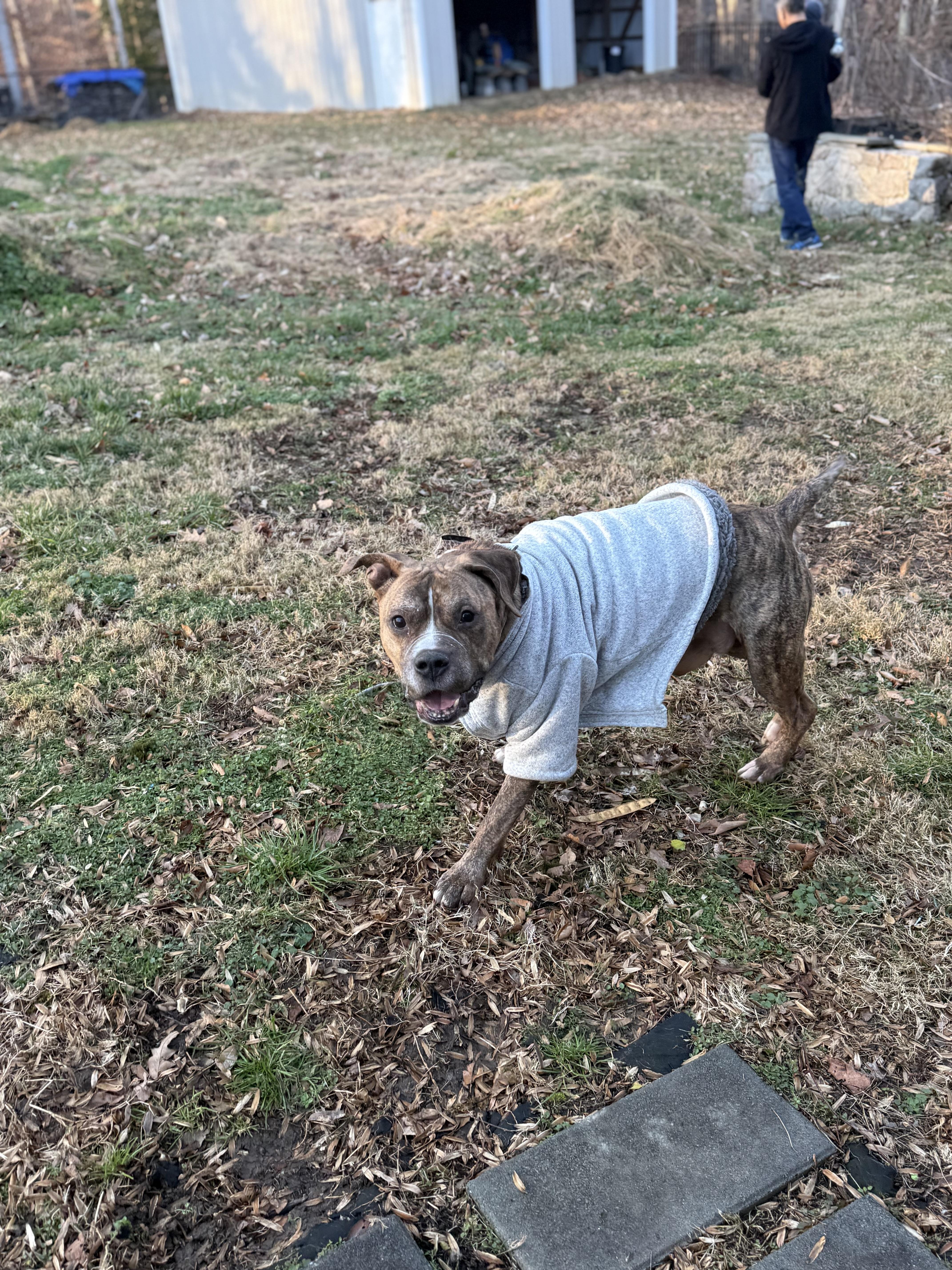 Goose , a ADOPTABLE Pit Bull Terrier in Annapolis, MD image 5/5