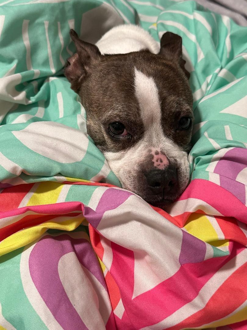 Enlarge Angel in MO, a Adoptable Boston Terrier in St Louis, MO image 2/4