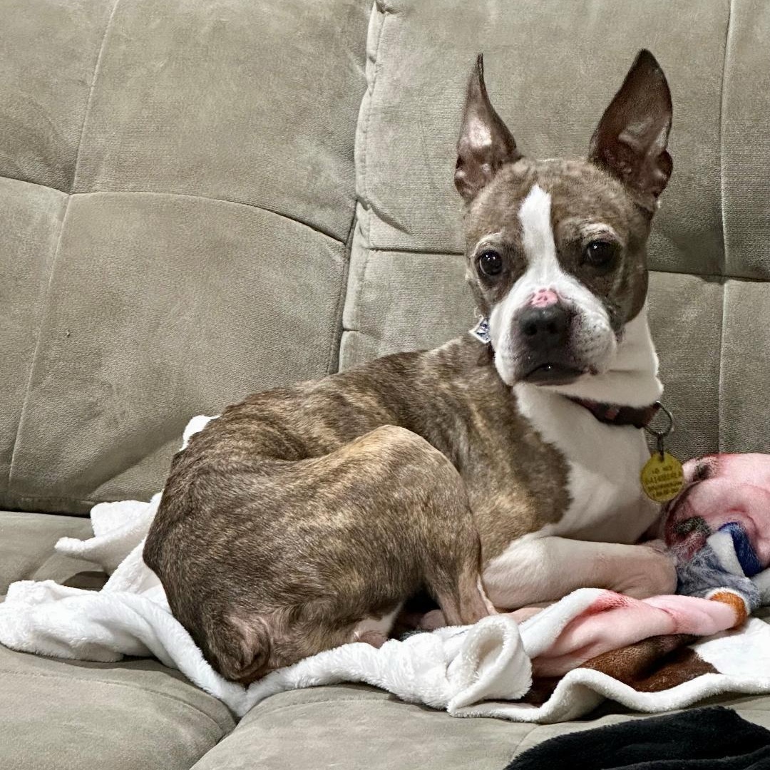 Angel in MO, Adoptable, Adult Female Boston Terrier.