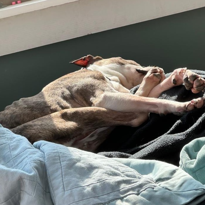 Enlarge Angel in MO, a Adoptable Boston Terrier in St Louis, MO image 3/4