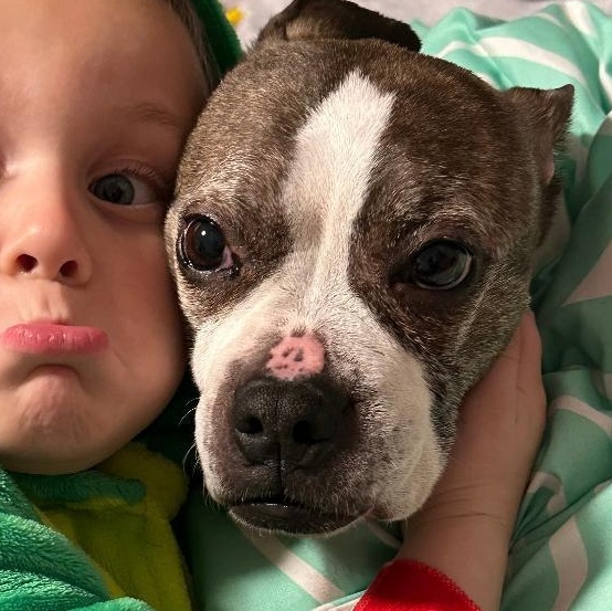 Enlarge Angel in MO, a Adoptable Boston Terrier in St Louis, MO image 4/4